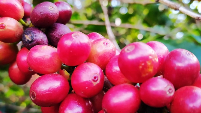 Café: Arábica e conilon começam 3ª feira com baixas técnicas