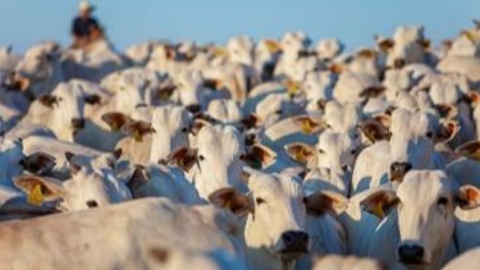 Sem manifestar sintomas claros, as verminoses impactam no potencial produtivo do rebanho