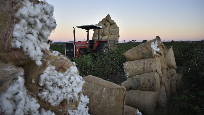 Safra 2019/20 da cotonicultura familiar de produtores associados da Amipa evolui em produção e produtividade, mesmo com área men