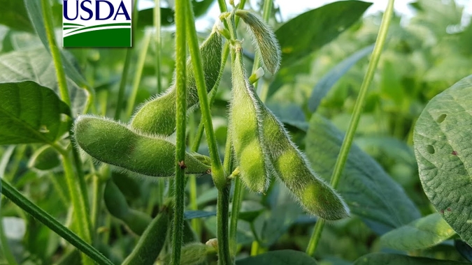 USDA reduz índice de lavouras de soja em boas/excelentes condições nos EUA