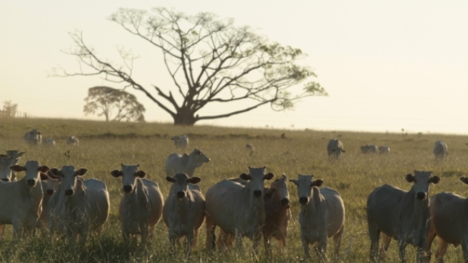 Pecuaristas de Mato Grosso devem registrar marca de fogo no Indea-MT