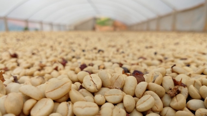 Café: Cotações sustentam altas e preços finalizam semana com valorização em NY e no BR