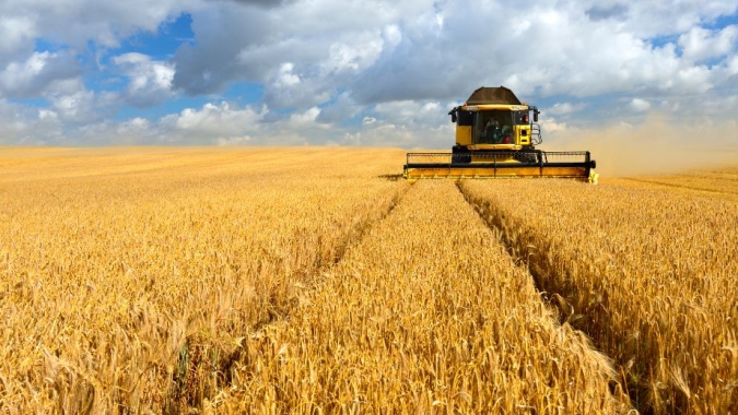 Cultivo de cevada ganha destaque no Paraná