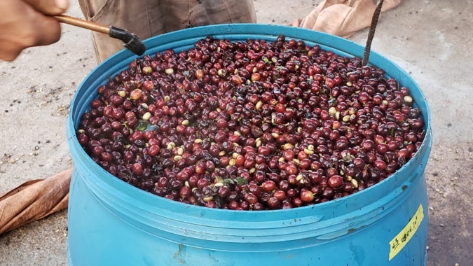 Café: Pela primeira vez fazendo fermentação controlada, produtor de Indianópolis/MG consegue microlote com 87 pontos