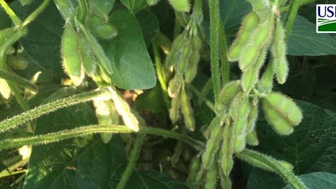 USDA volta a reduzir classificação das lavouras de soja e milho; colheita do cereal chega a 5%
