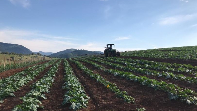 Abobrinha italiana é o destaque entre os favoráveis para compra (19 a 23/06)