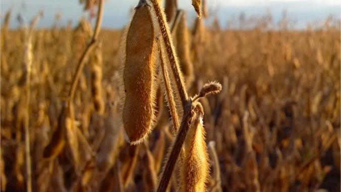 Soja fecha em alta na Bolsa de Chicago, mas registra novas baixas no interior do BR