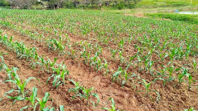 Plantio da safrinha é o segundo mais atrasado da história no MT e área total deve ser menor, diz Imea