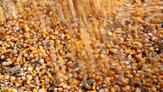 Bolsa de Buenos Aires indica fim da safra de milho na Argentina com produtividade 40 sc/ha menor do que a média