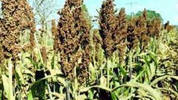 Goiás é o maior produtor de sorgo do Brasil, segundo levantamento do IBGE