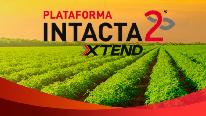 Nesta quinta-feira (20), especialistas no manejo de ervas daninhas falam sobre a tecnologia INTACTA 2 XTEND®