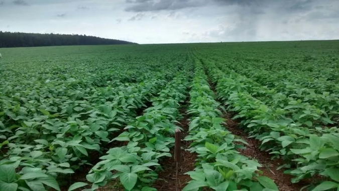 Confea define novas diretrizes para a prescrição, utilização e fiscalização do Receituário Agronômico