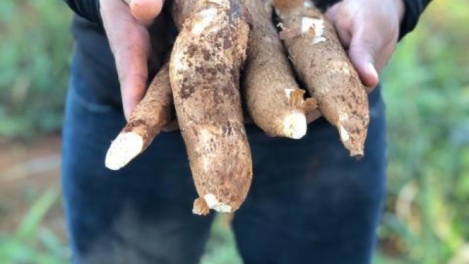 Cooperativa espera aumento de produtividade de até 50% com novas variedades de mandioca da Embrapa