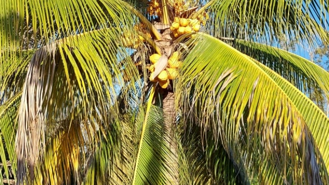 Ceagesp: Coco Verde é destaque entre favoráveis para compra na semana (13/02*)