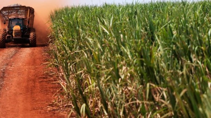 StoneX projeta que a área destinada à  colheita de cana no Centro-Sul apresente redução anual de 0,4%