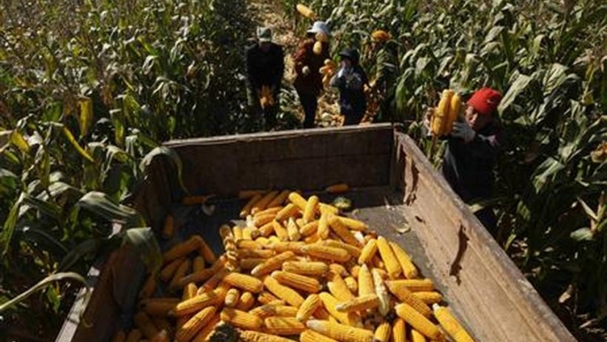 Mato Grosso do Sul já vendeu 65,35% do milho 2019/20 com preço subindo 6,15% na semana