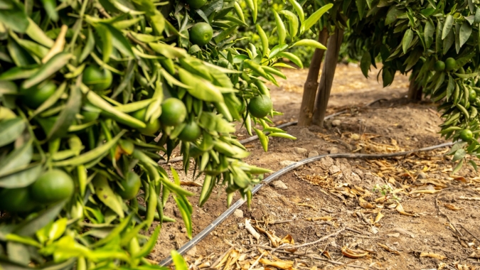 Empresa Argentina  acelera crescimento no Brasil  e busca agricultores para projeto de irrigação sustentável