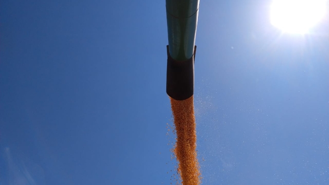 Adido do USDA no Brasil reduz estimativa de safra de milho para 100 milhões de t
