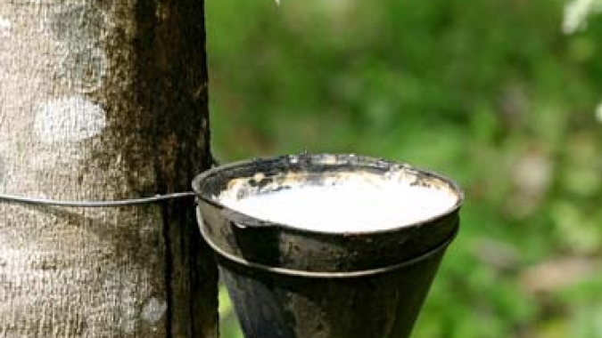 Produtores de borracha natural podem aderir ao sistema de produção integrada