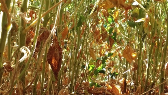RS pede à ministra da Agricultura medidas para minimizar efeitos da seca