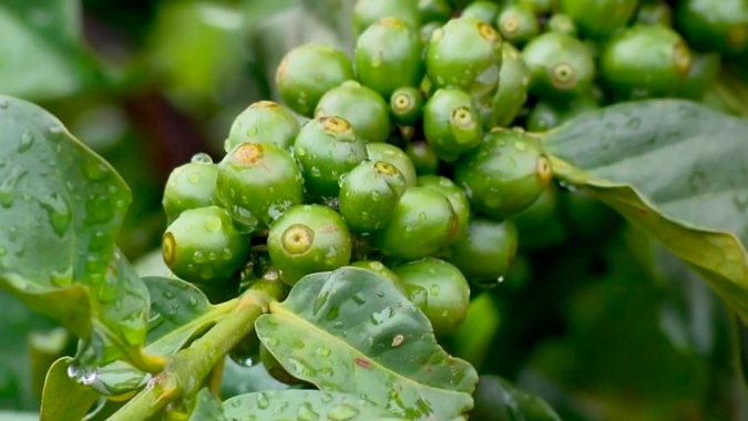 Café recupera parte das baixas da última sessão e sobe mais de 100 pontos em NY