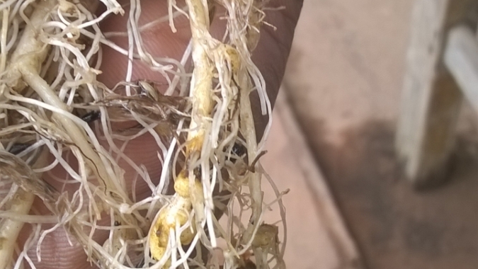 Aumento da incidência de nematoides em Mato Grosso e Goiás reforça importância do manejo na soja