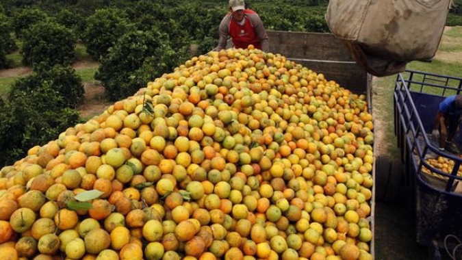 Mais um leilão de prêmios para comercialização e escoamento de laranja do RS é realizado nesta semana