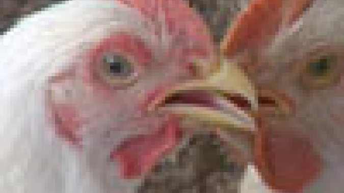 Custo do frango em 2019 igualou-se ao de 2016, o mais alto da história