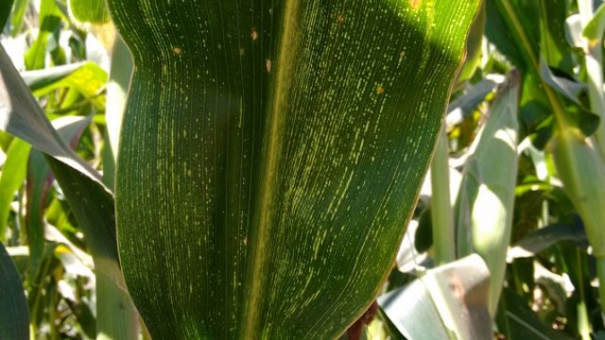 Embrapa alerta produtores quanto aos riscos dos enfezamentos do milho