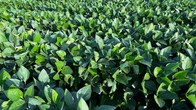 Nitro lança Elmo Max, solução biológica avançada no controle de nematoides