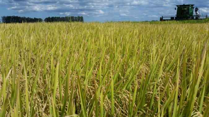 Lavoura de arroz apresenta custo de produção mais elevado em 2022