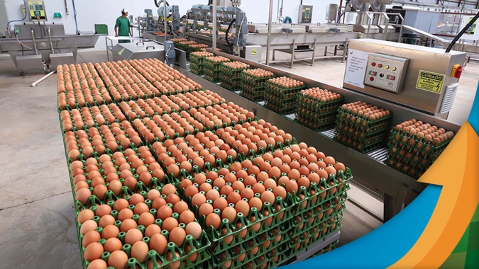 Ovos: exportação de ovos e ovoprodutos mostra forte incremento em outubro