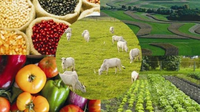 Ihara apresenta estratégia de conteúdo para gerar valor ao agricultor