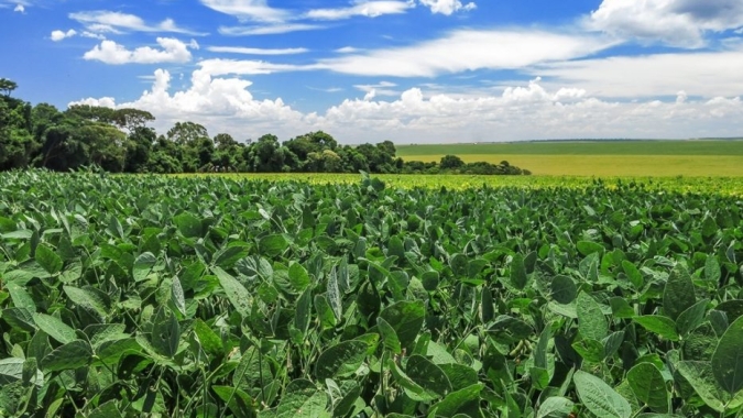 Lavouras cultivadas em Mato Grosso, agricultores se preparam para planejar safra de soja convencional de 2023/24
