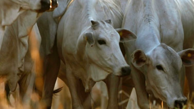 Pecuaristas do Mato Grosso enfrentam dificuldade em encontrar animais no mercado de reposição, aponta Imea