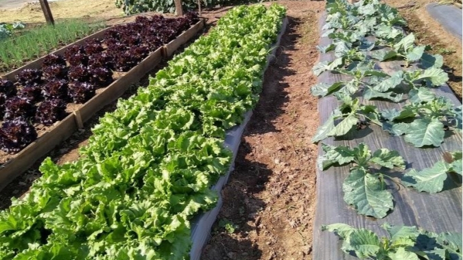 Empaer apresenta alternativa para diversificar a produção no período da seca