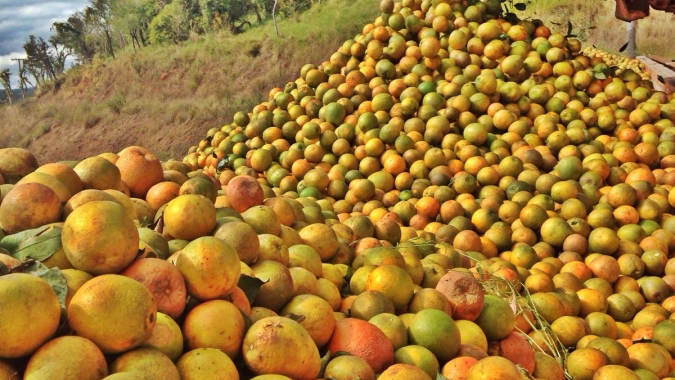 Segunda reestimativa da safra de laranja 2025/26 em SP e MG prevê produção de 294,81 milhões de caixas