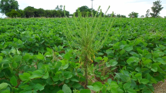 Manejo de plantas daninhas já conta com ferramentas poderosas graças ao investimento contínuo da Bayer; conheça