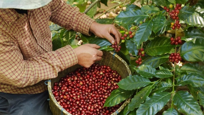 Café/Cepea: Colheita de arábica se inicia no Brasil, mas valor segue em alta