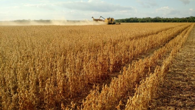 Área de soja de MT deve saltar 33% em dez anos com avanço em pastagens, diz Imea