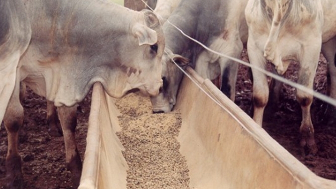 Dia do zootecnista: profissional pode ajudar na mitigação da pressão dos custos de produção de proteínas animais