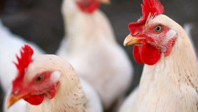 Em Roraima, agricultores familiares se qualificam para produção de frangos