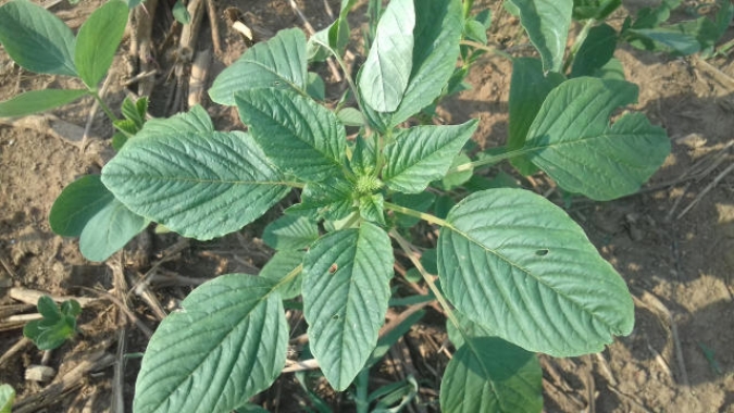 Agrodefesa intensifica trabalho de inspeção fitossanitária para evitar entrada da praga Amaranthus Palmeri em Goiás