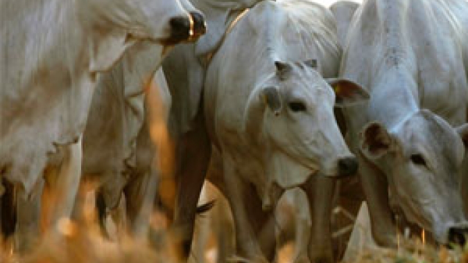 Boi/Cepea: Agentes do setor se atentam às condições das pastagens e aos preços