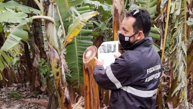Agricultura orienta sobre pragas em bananais no Litoral Norte do RS