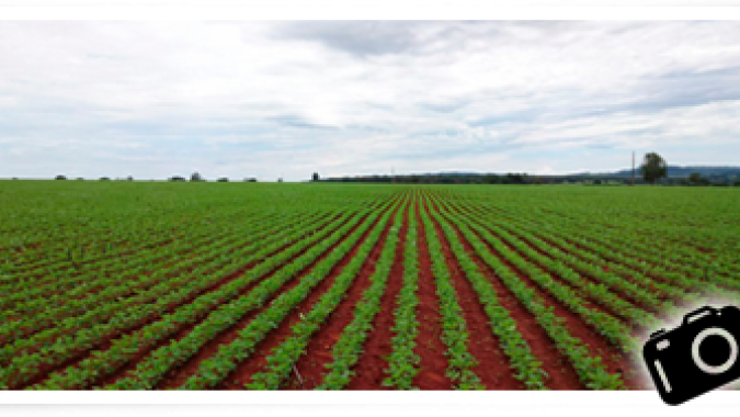 Projeção inicial da DATAGRO sinaliza 12º aumento seguido da área de grãos do Brasil em 2022