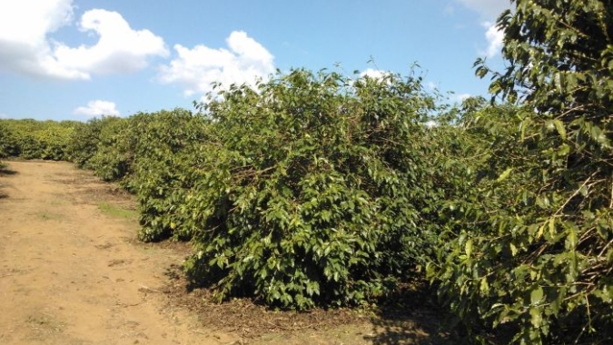 Pesquisa do Sistema Faemg Senar aponta impactos climáticos na cafeicultura mineira