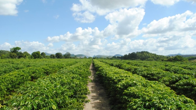 Após a colheita é hora de bioestimular o cafezal