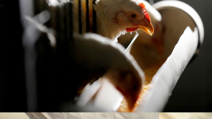Rio Grande do Sul cancela torneios de canto de pássaros como medida preventiva à gripe aviária