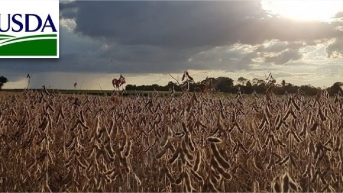 USDA informa nova venda de soja para China com volumes da safra 26/27